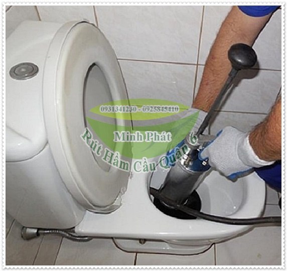 Cấu tạo của cây thông bồn cầu